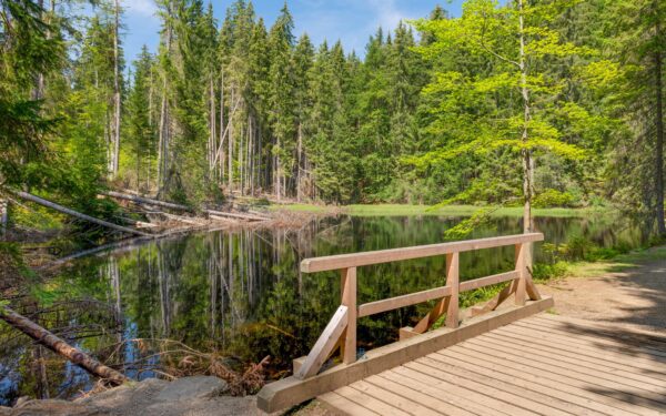 Šumava přímo u Boubínského pralesa a zřícenin hradů v Penzionu Pod pralesem s polopenzí + dětský koutek